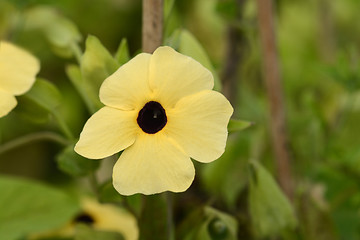 Image showing Black-eyed Susan vine