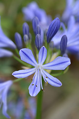 Image showing African lily Charlotte