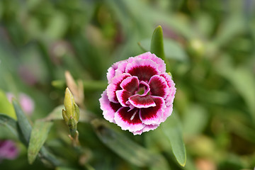 Image showing Pot carnation Pink Kisses