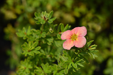 Image showing Shrubby Cinquefoil Danny Boy