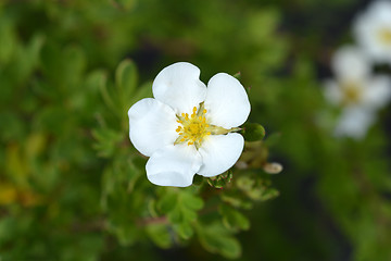 Image showing Shrubby Cinquefoil Abbotswood