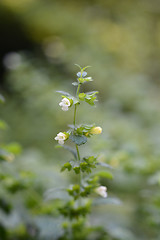 Image showing Lemon balm