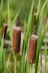 Image showing Cattail 