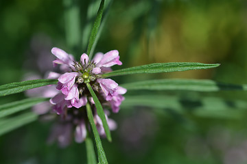 Image showing Siberian motherwort