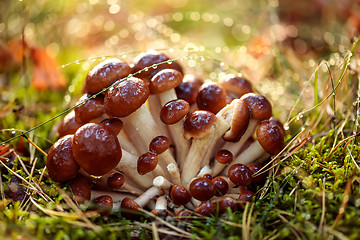 Image showing Armillaria Mushrooms of honey agaric In a Sunny forest in the ra