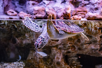 Image showing Sea turtle swims under water