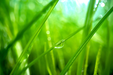 Image showing Green grass close-up super macro shooting.