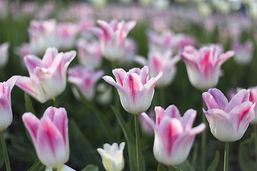 Image showing Beautiful white and pink delicate tulips glowing in sunlight