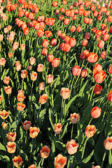 Image showing Beautiful red tulips in sunlight