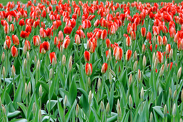 Image showing Beautiful red spring tulips