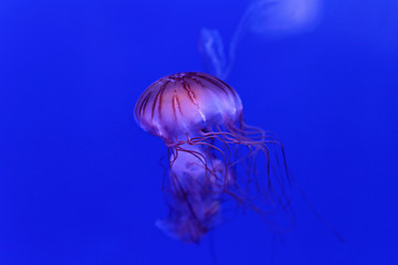 Image showing Purple Striped Jelly