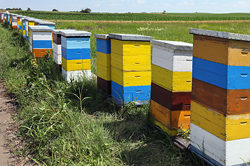 Image showing Beehives