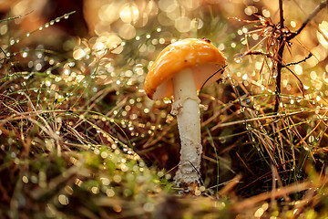 Image showing Amanita muscaria, Fly agaric Mushroom In a Sunny forest in the r