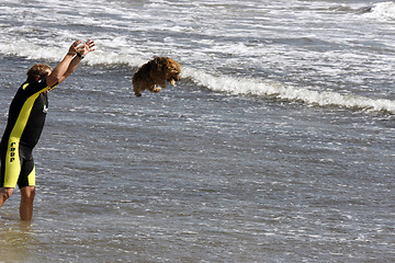 Image showing flying dog