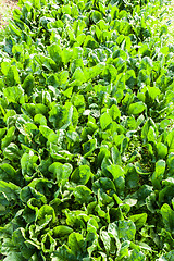 Image showing culture of organic salad in greenhouses