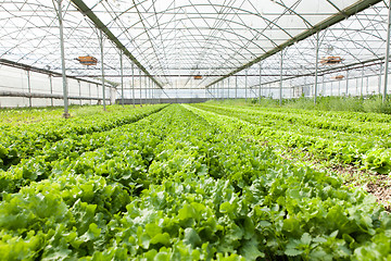 Image showing culture of organic salad in greenhouses