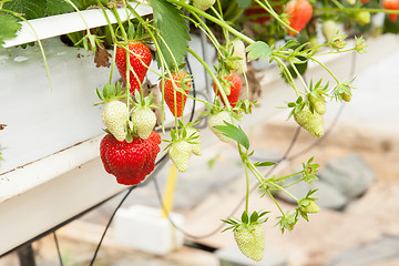 Image showing culture in a greenhouse strawberry and strawberries