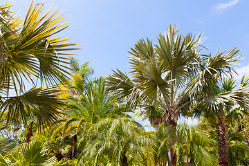 Image showing palm garden under a blue sky