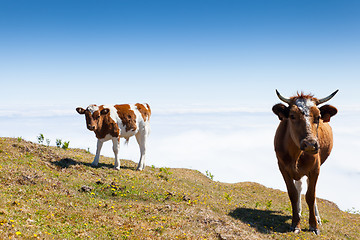 Image showing Cow and veal pasture in the mountains madeira
