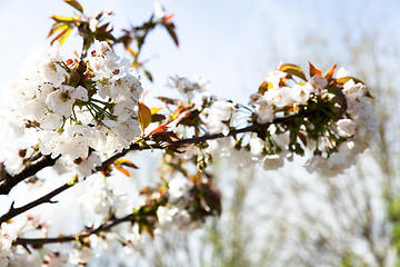 Image showing flowering cherry branch on a blue sky