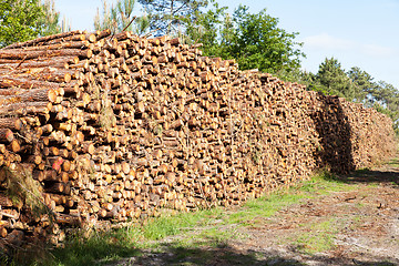 Image showing pile of pine tree trunks cut