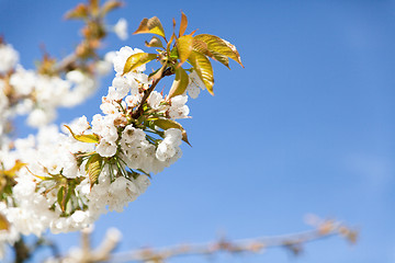 Image showing flowering cherry branch on a blue sky