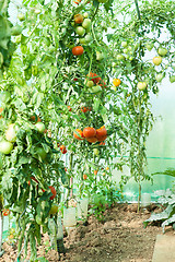 Image showing Organic tomatoes in a greenhouse