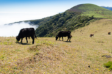 Image showing Cow and veal pasture in the mountains madeira