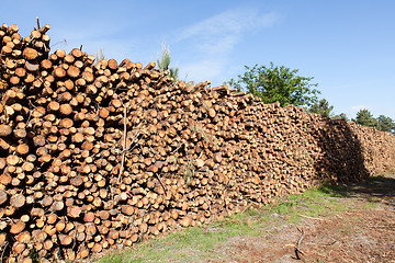 Image showing pile of pine tree trunks cut