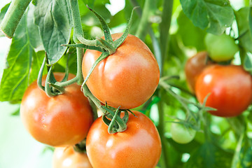 Image showing Organic tomatoes in a greenhouse