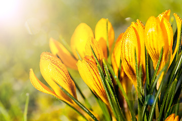 Image showing crocus yellow in the morning frost