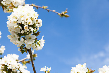 Image showing flowering cherry branch on a blue sky