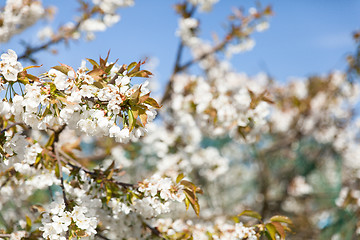 Image showing flowering cherry branch on a blue sky