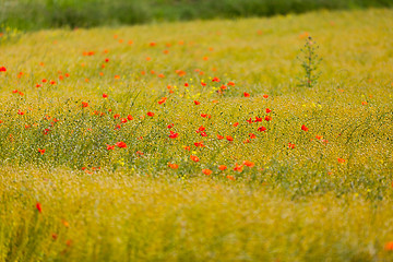 Image showing poppies in a field of flax