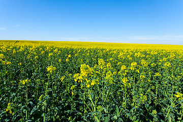 Image showing rape fields in bloom