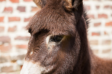 Image showing donkey