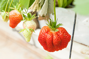 Image showing culture in a greenhouse strawberry and strawberries