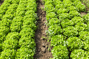 Image showing culture of organic salad in greenhouses