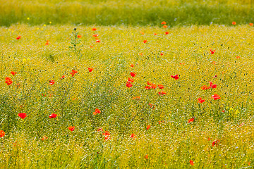 Image showing poppies in a field of flax