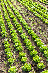 Image showing culture of organic salad in greenhouses