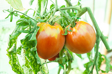 Image showing Organic tomatoes in a greenhouse