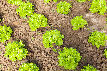 Image showing culture of organic salad in greenhouses