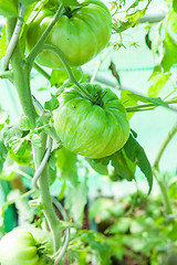 Image showing Organic tomatoes in a greenhouse