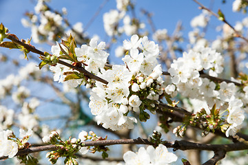 Image showing flowering cherry branch on a blue sky