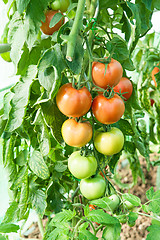 Image showing Organic tomatoes in a greenhouse