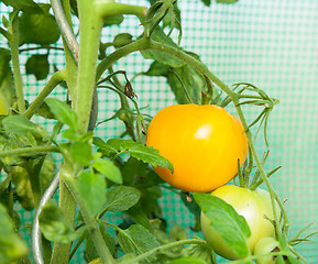 Image showing Organic tomatoes in a greenhouse