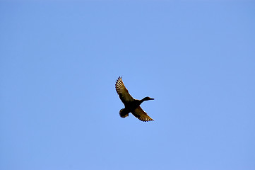 Image showing Duck in Flight