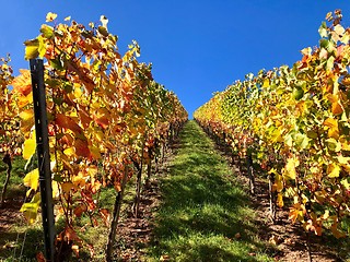 Image showing vineyard on a sunny autumn day