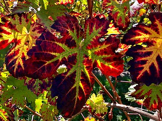 Image showing colorful vine leaves in autumn