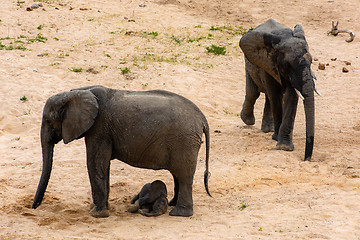 Image showing Elephants family with cute baby